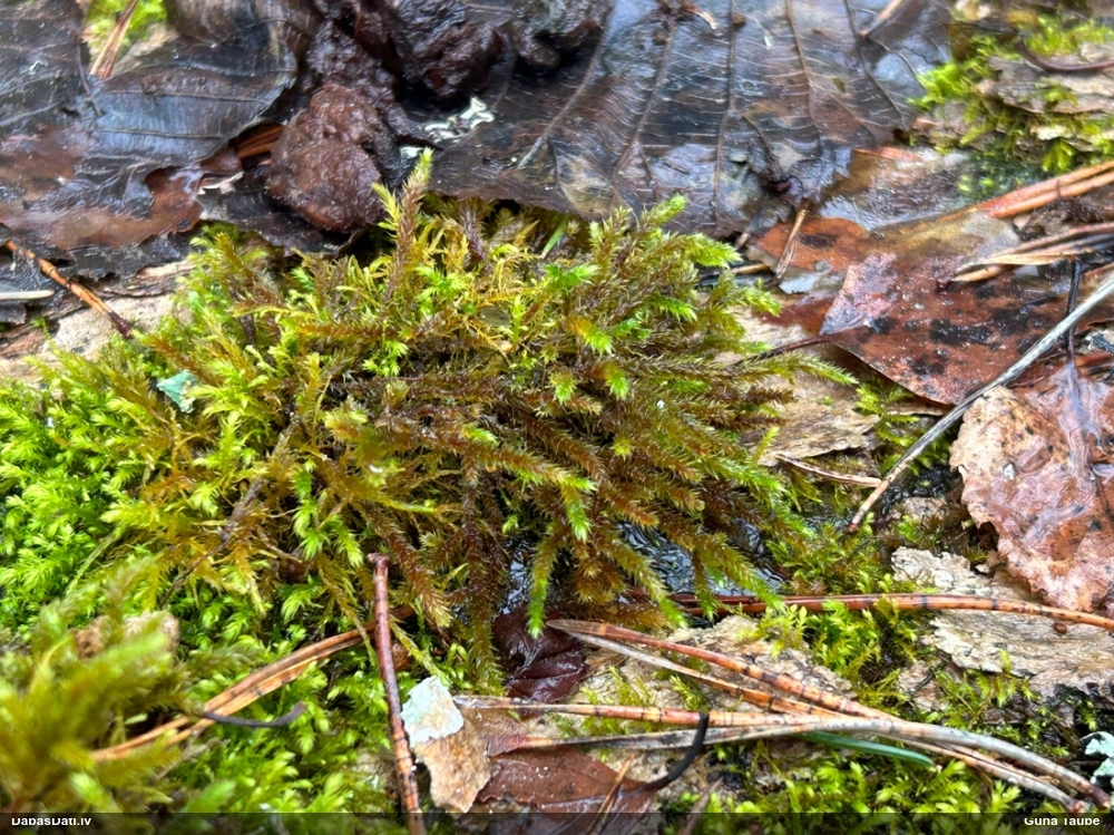 Parastā vāverastīte