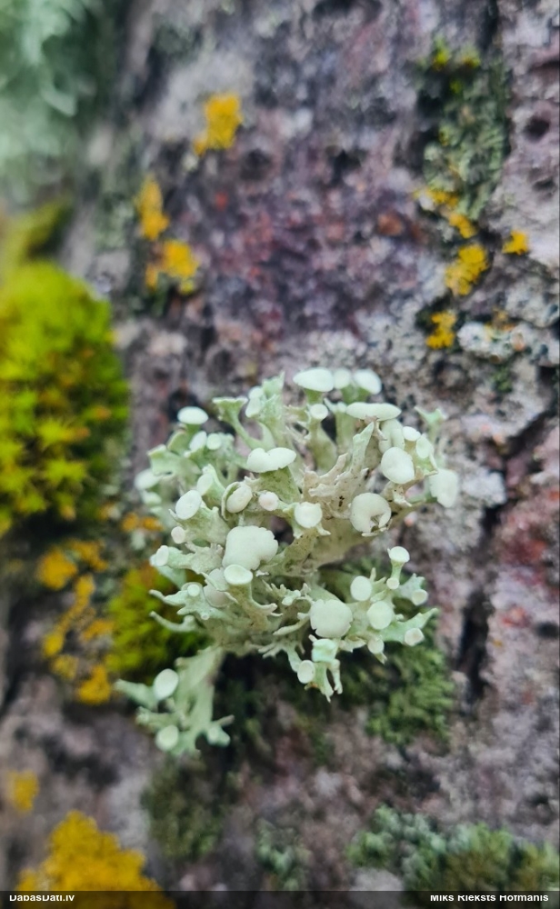 Vienādgalotņu ramalīna