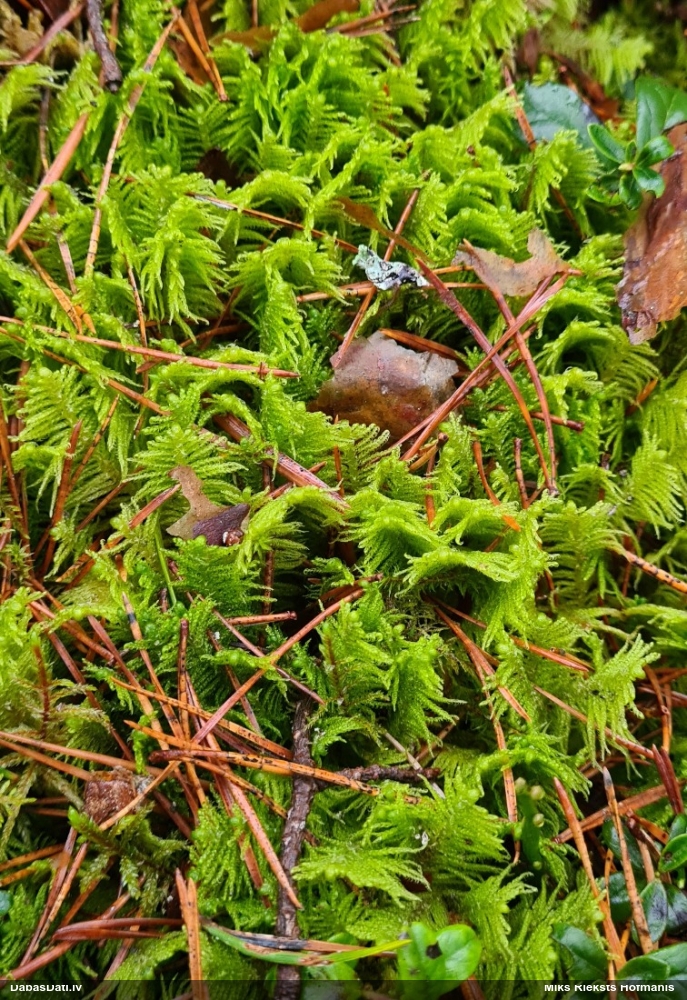 Parastā straussūna