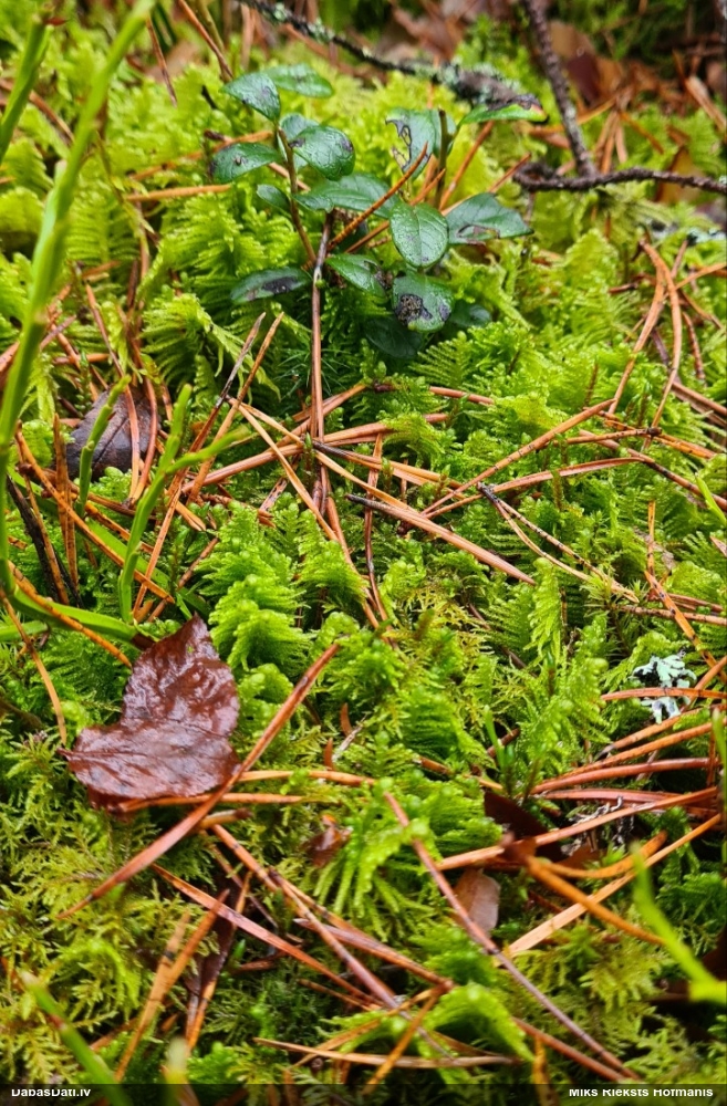 Parastā straussūna