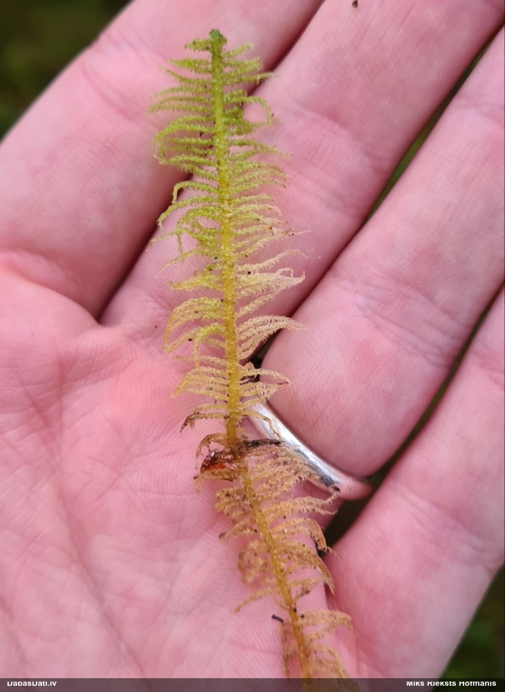 Parastā straussūna