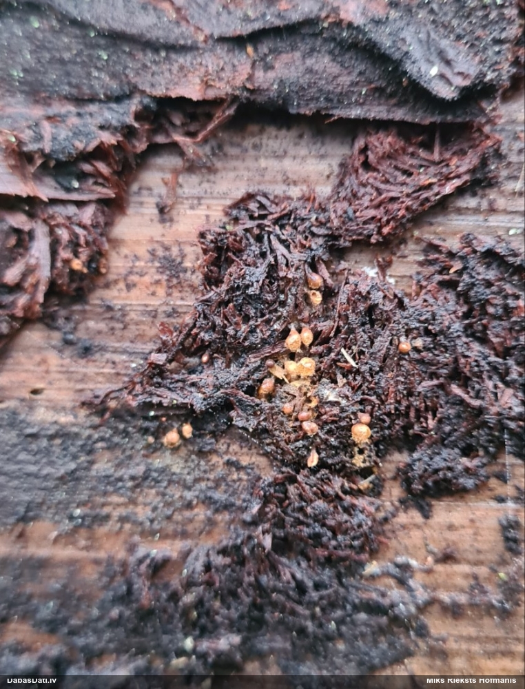 Maldinošā kājpilīte (bij. maldinošā trihija)