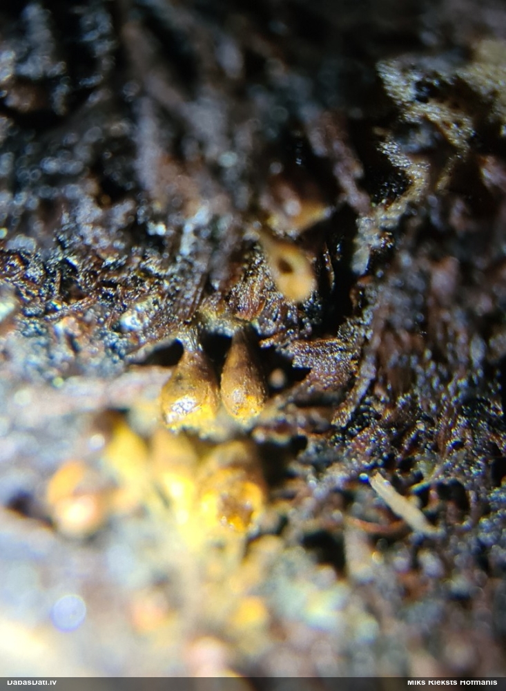 Maldinošā kājpilīte (bij. maldinošā trihija)