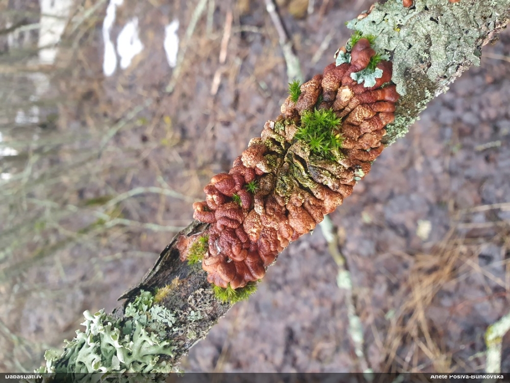 Ķērpjveida žagarainis