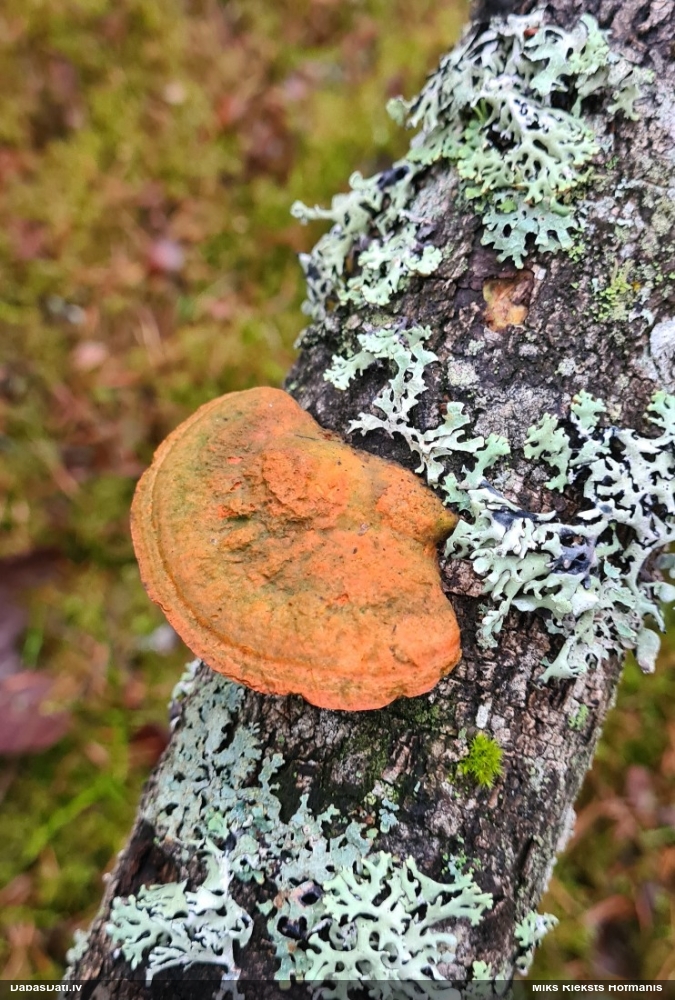 Parastā cinobrpiepe