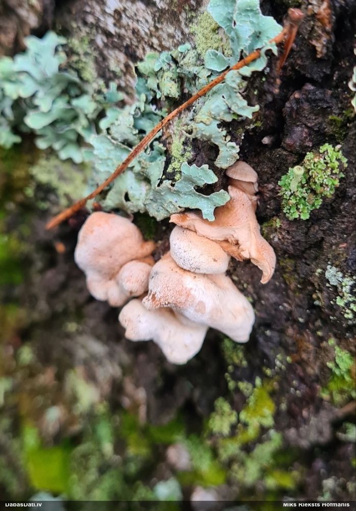 Pundurkamolene Panellus sp.