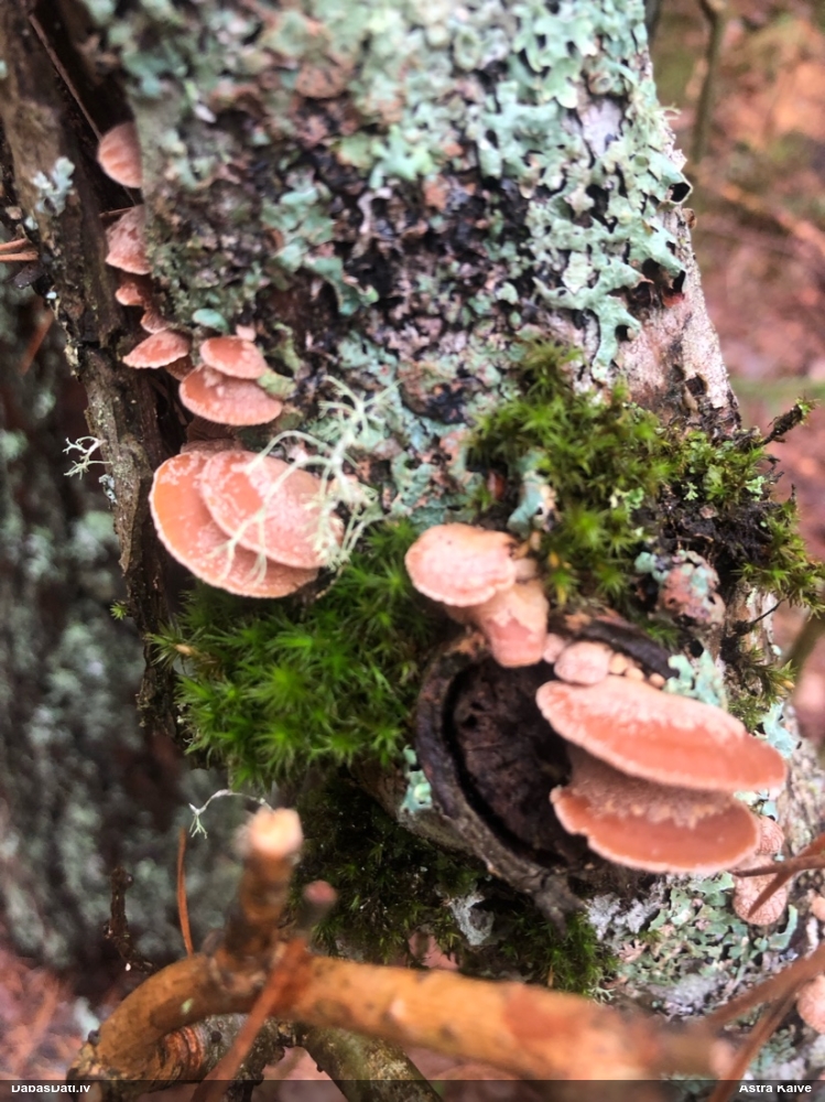 Sūrā pundurkamolene