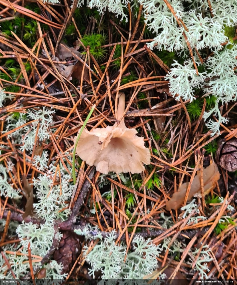 Lapiņsēne (nenosakāma)