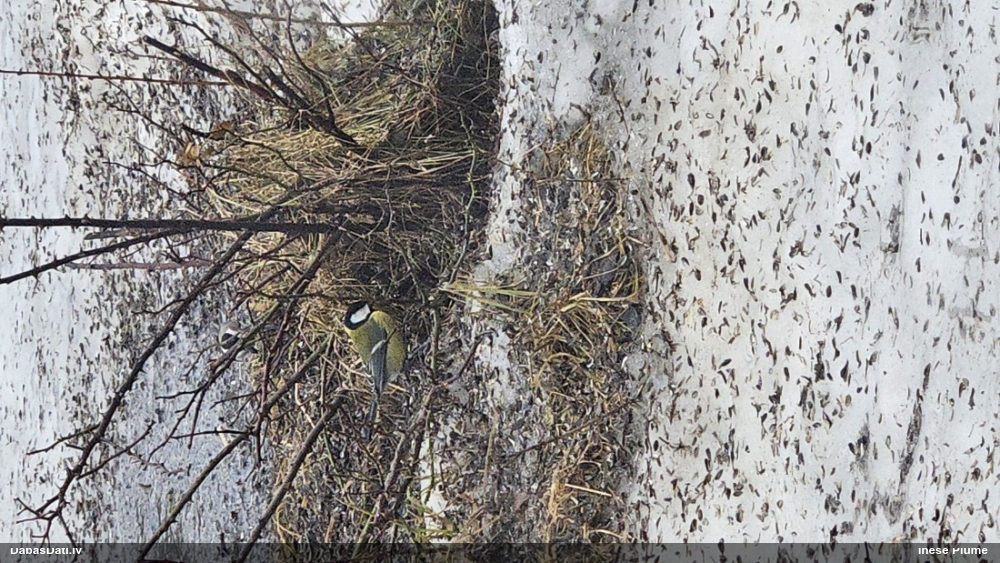 большая синица