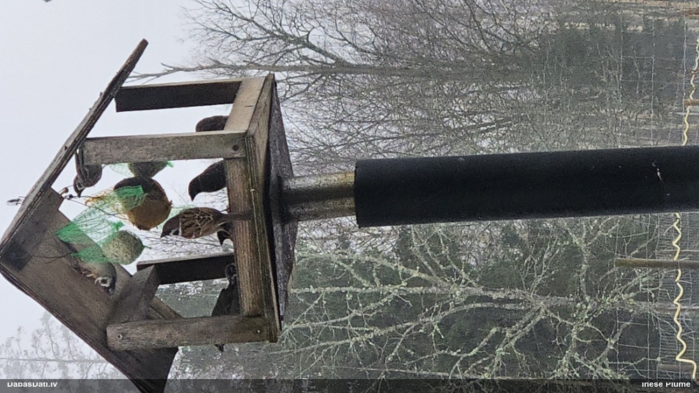 полевой воробей