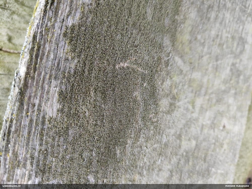 Brūngalvainā henotēka