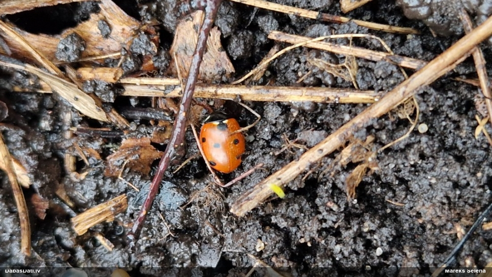 Septiņpunktu mārīte