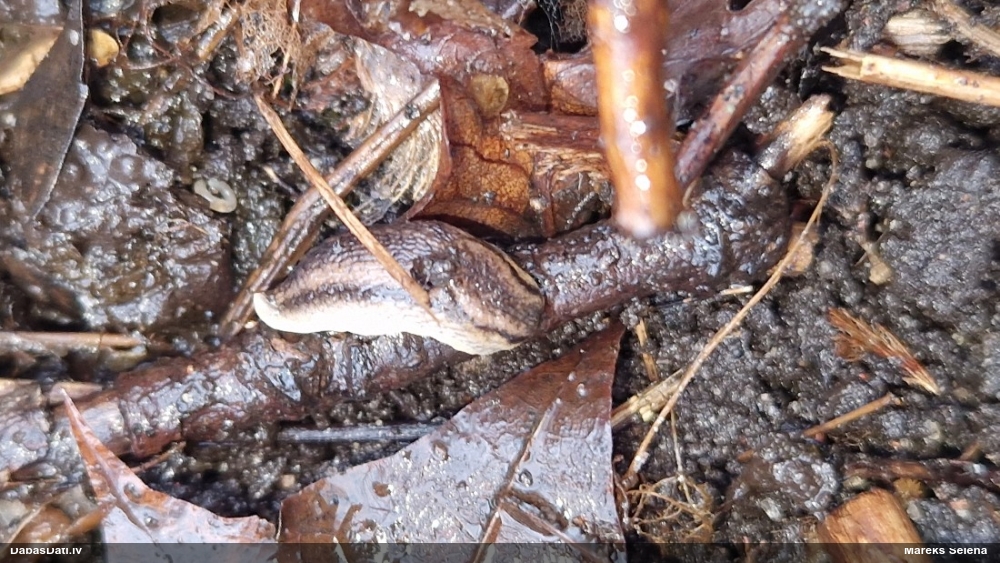 Kailgliemezis Arion sp.