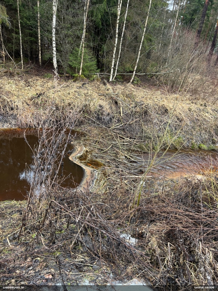 обыкновенный бобр