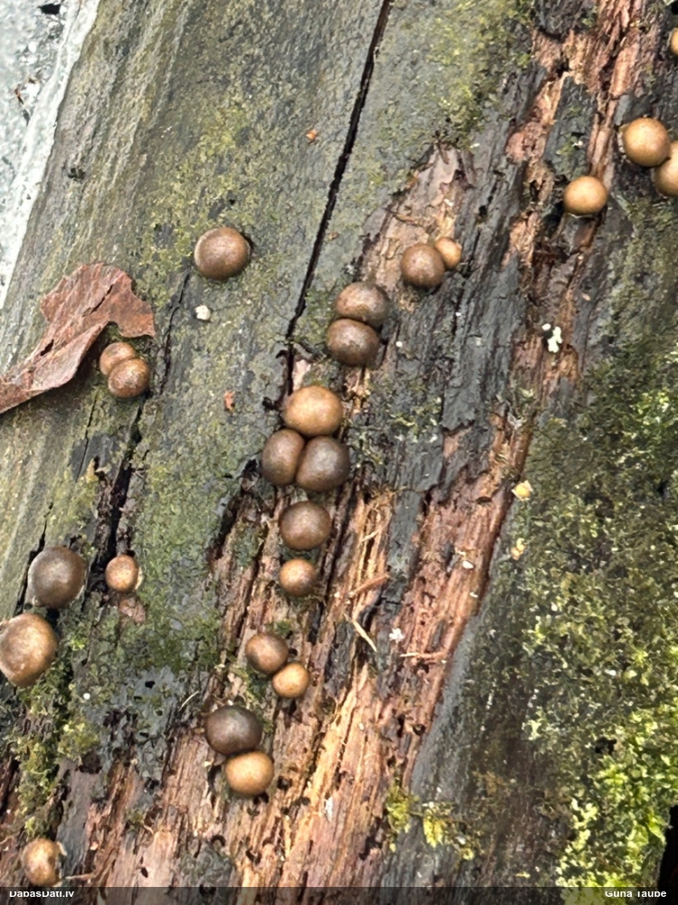 Koksnes vilkpienaine