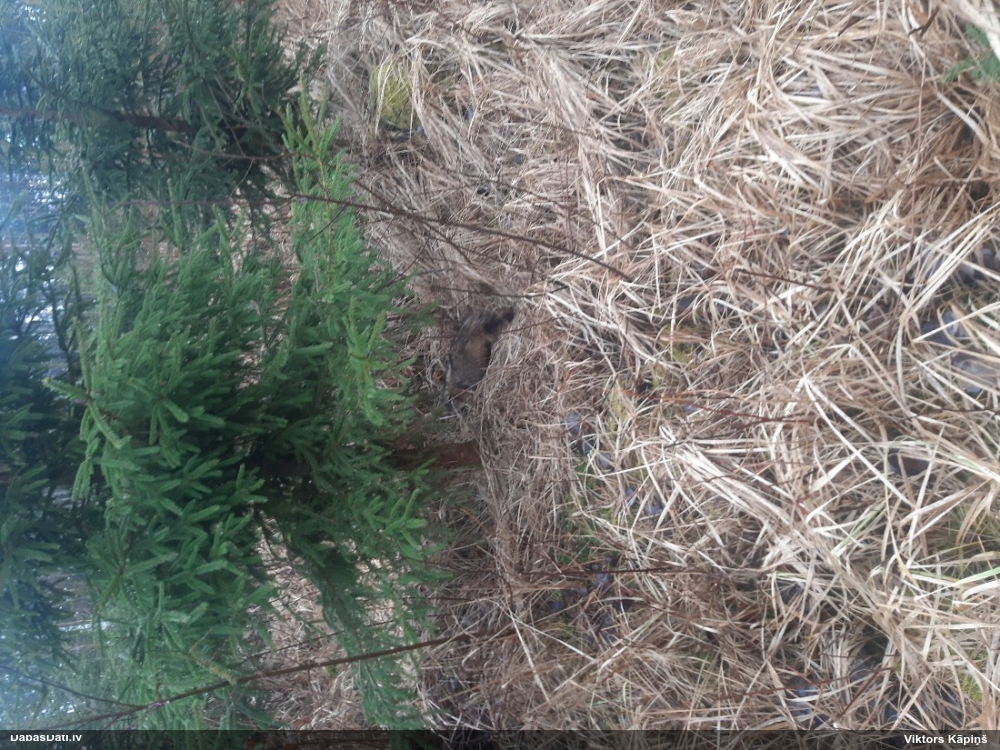 енотовидная собака