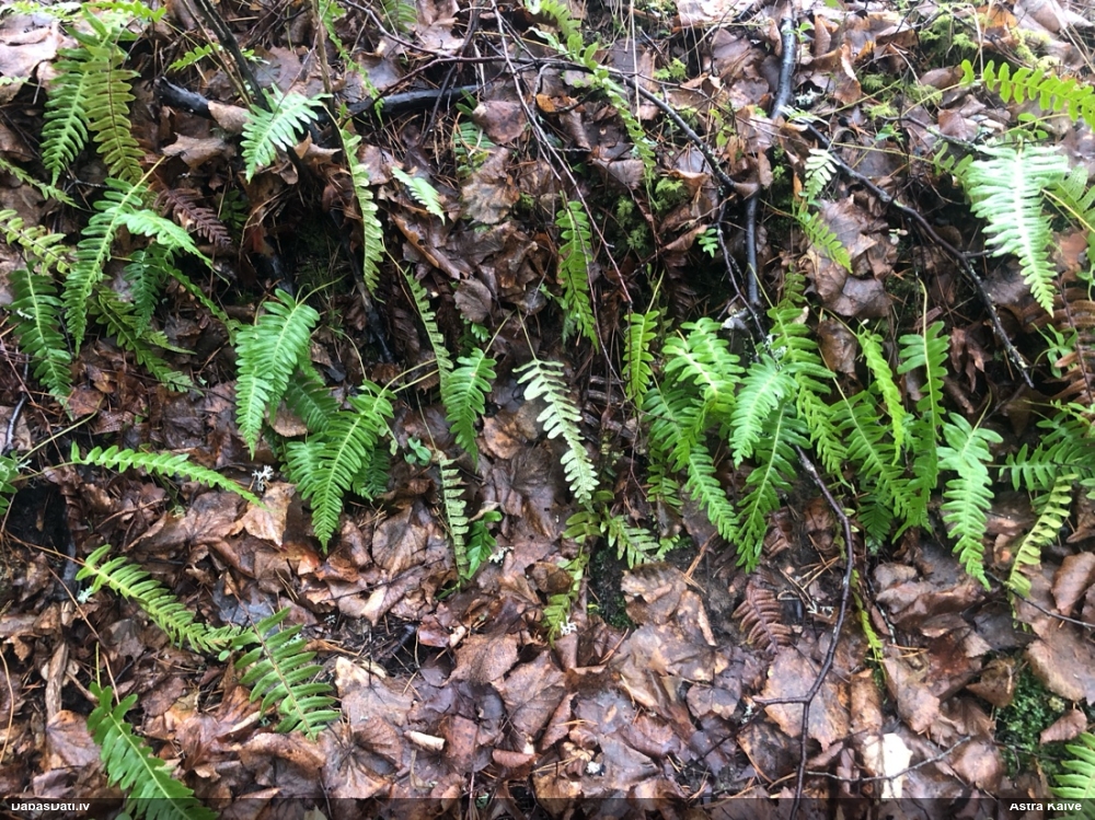 многоножка обыкновенная