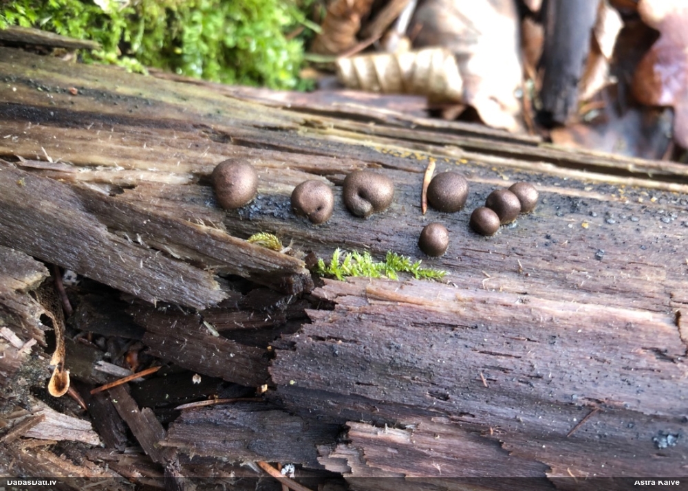 Koksnes vilkpienaine