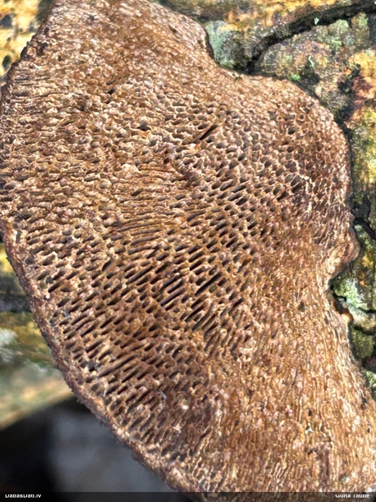 Parastā labirintpiepe