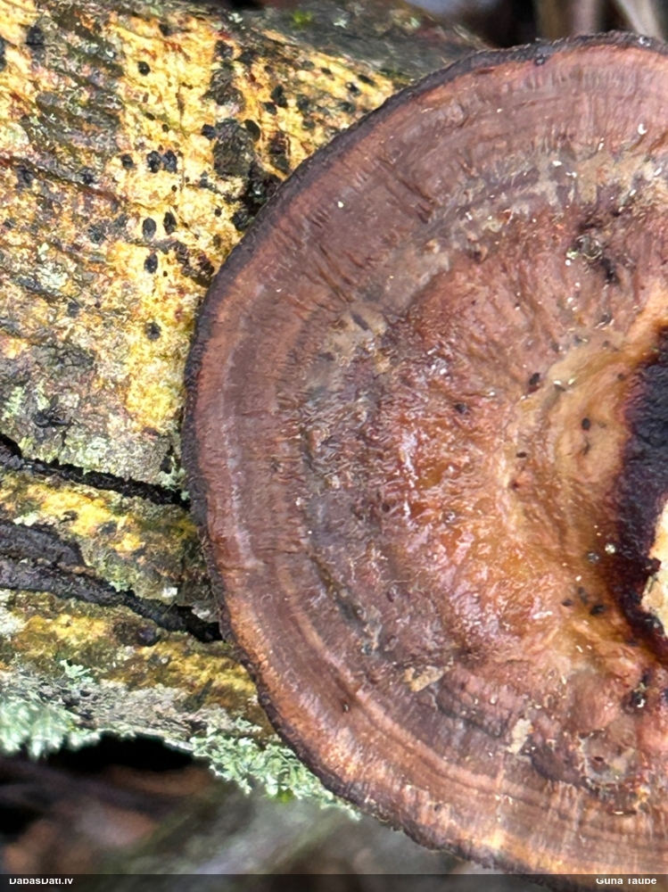 Parastā labirintpiepe