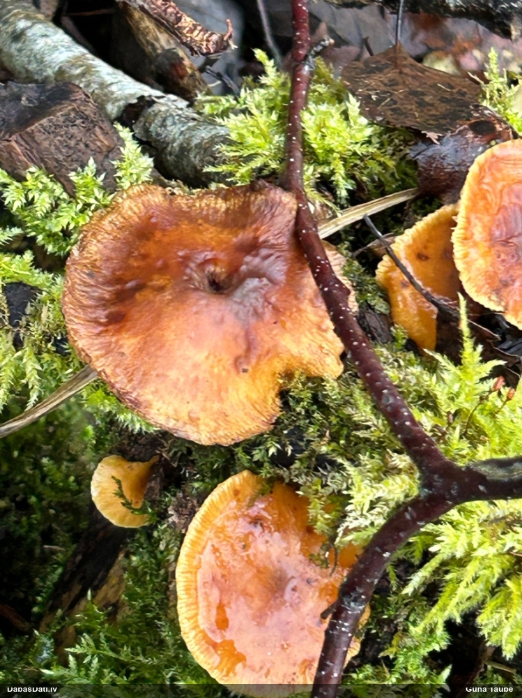 Samtainā ziemene (ziemas celmene)