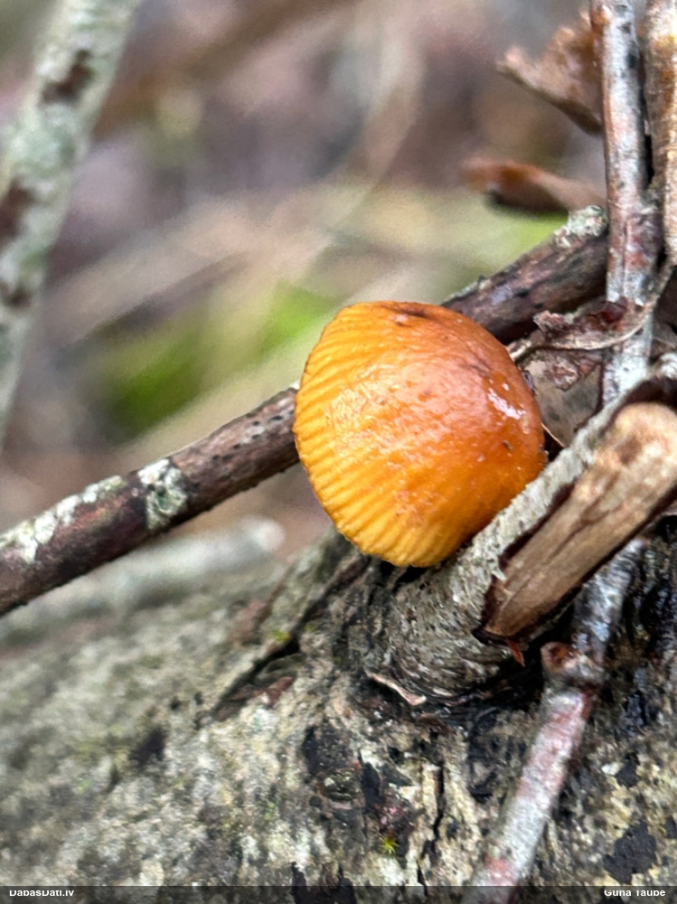 Samtainā ziemene (ziemas celmene)