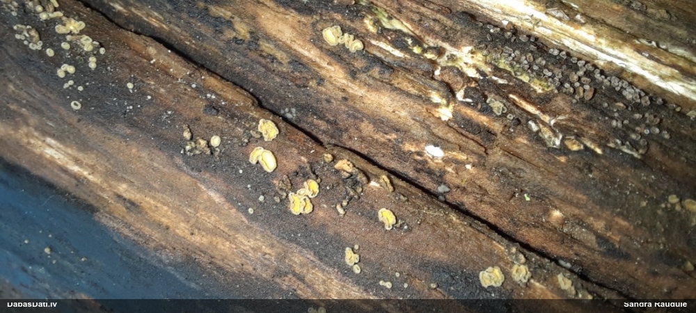 Askusēne (nenoteikta)