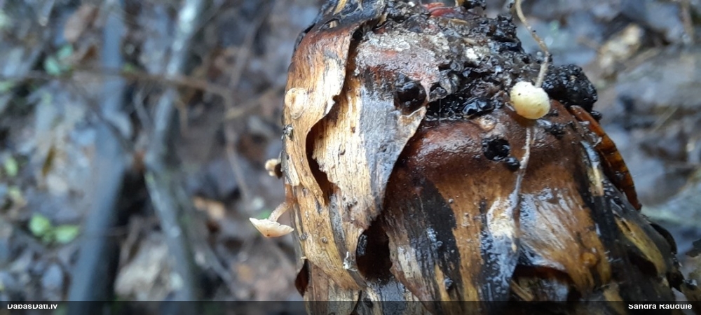 Čiekursēne (nenoteikta)