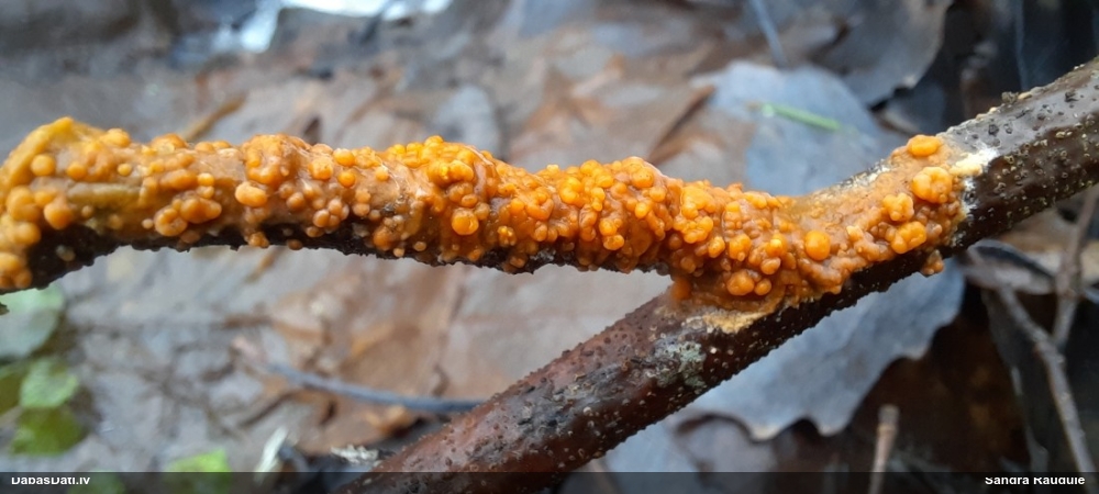распадающийся дакримицес