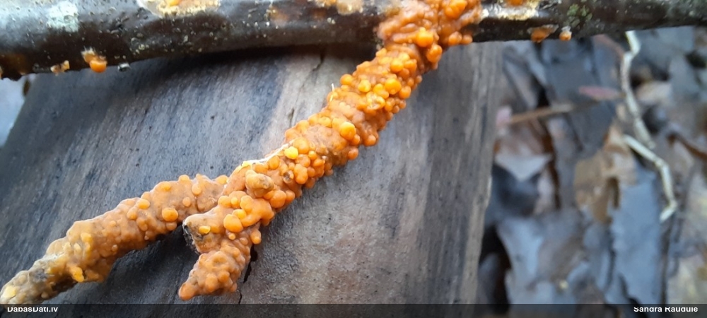 распадающийся дакримицес