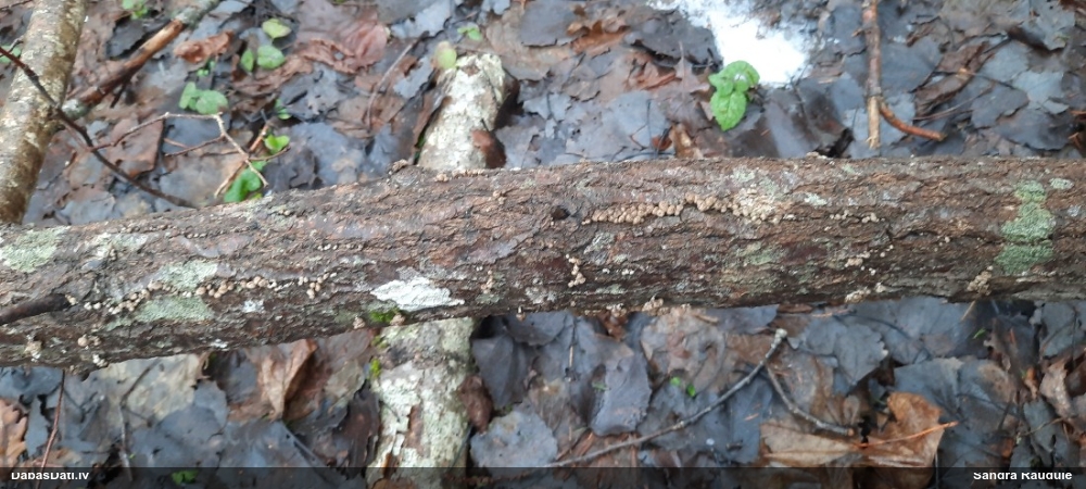 Dižskābaržu fleogena