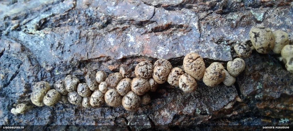 Dižskābaržu fleogena