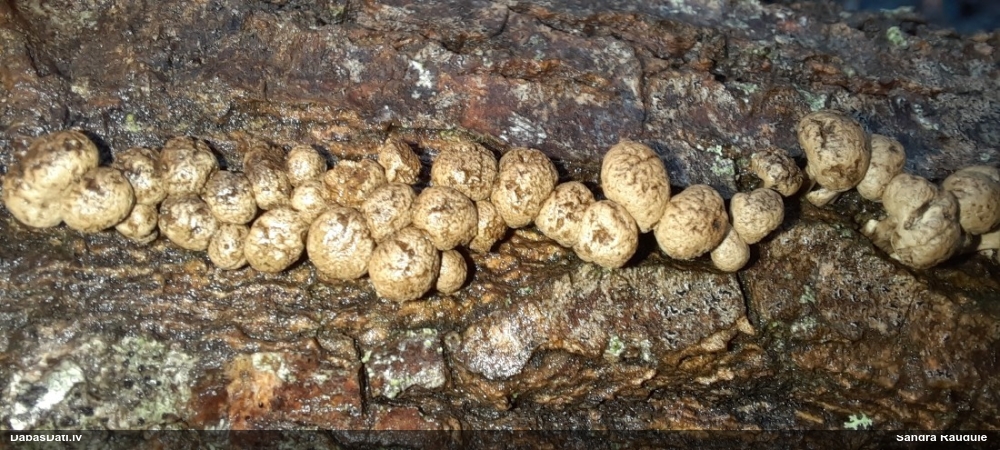 Dižskābaržu fleogena