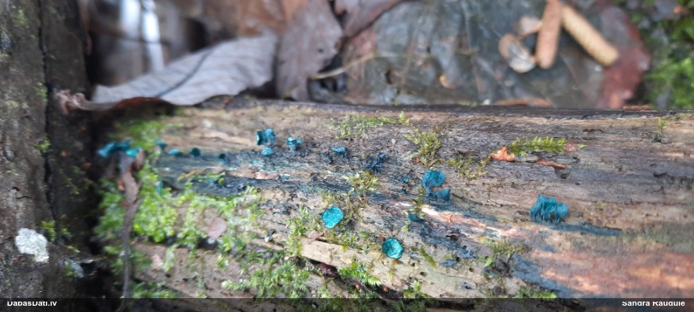 Zilzaļā hlorociborija