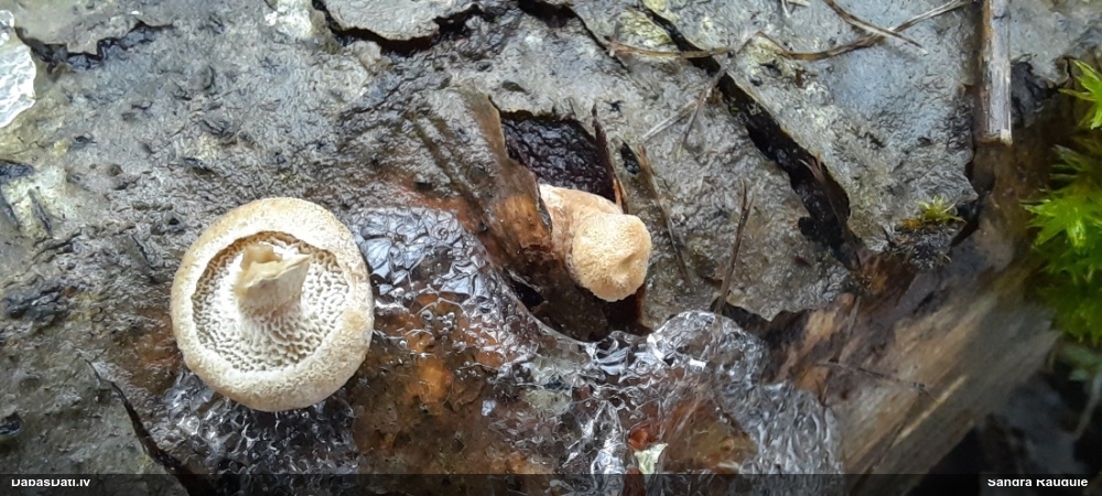 Sīkstene (nenoteikta)