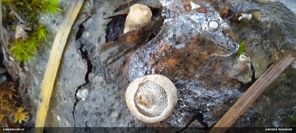 Sīkstene (nenoteikta)