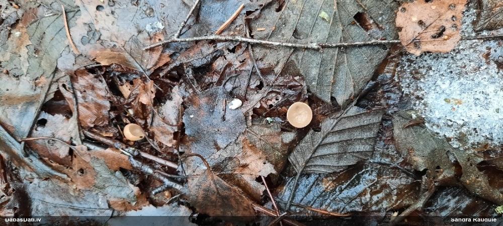 Ciborija (nenoteikta)