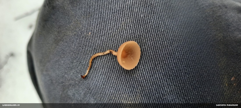 Ciborija (nenoteikta)