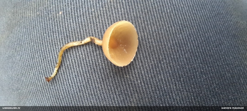 Ciborija (nenoteikta)