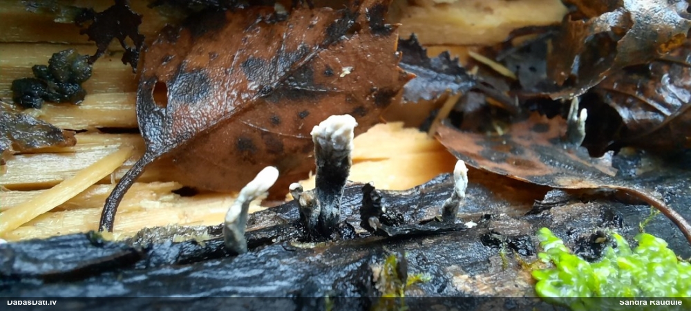 рожковидная ксилария