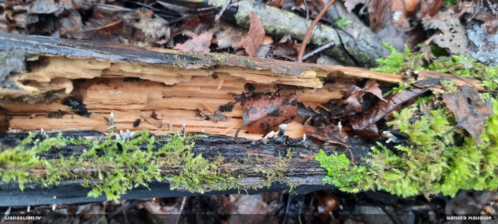 рожковидная ксилария