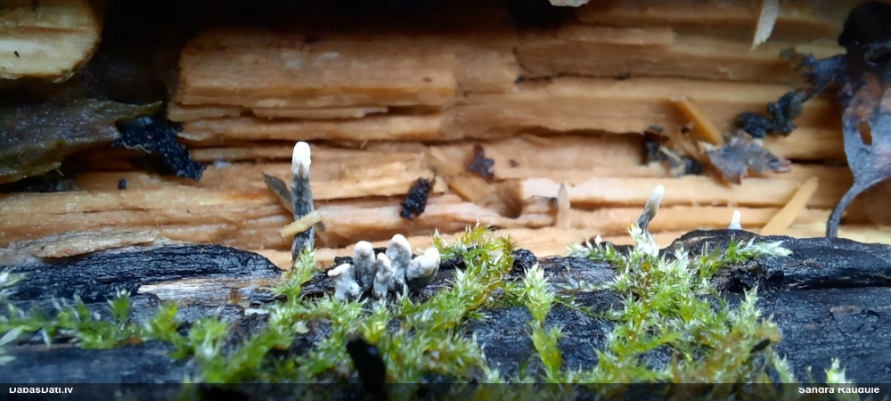 рожковидная ксилария