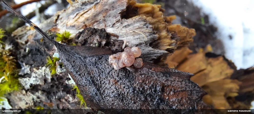 Askusēne (nenoteikta)