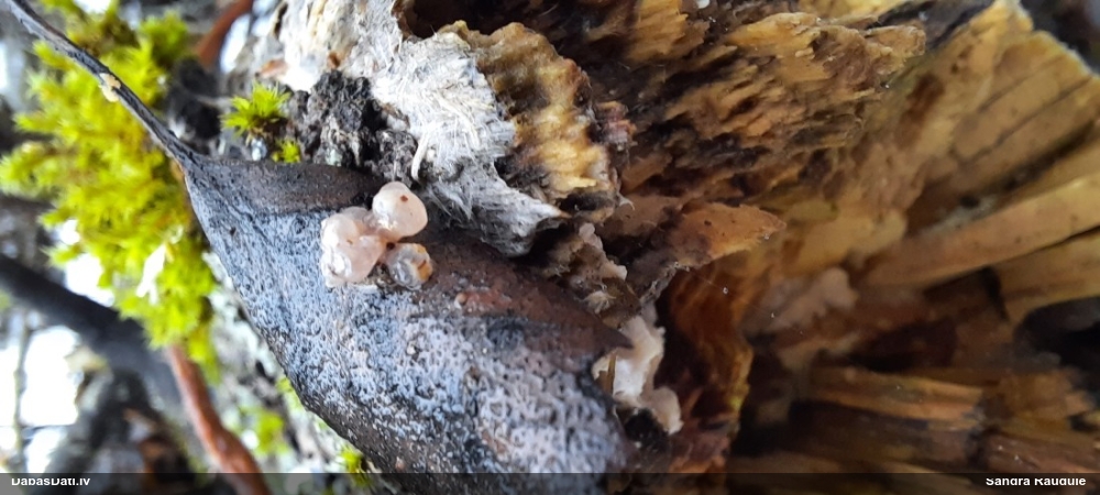 Askusēne (nenoteikta)