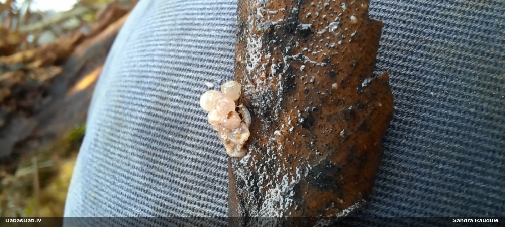 Askusēne (nenoteikta)