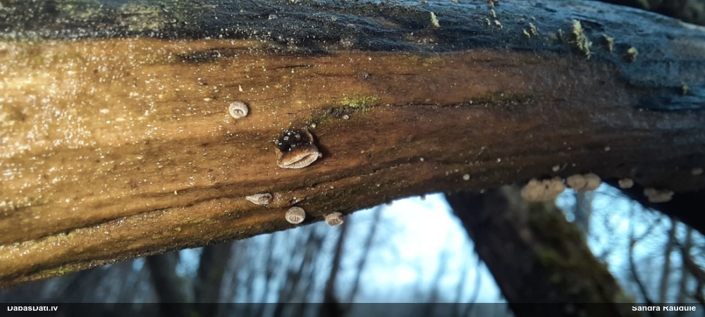 Klājeniskā apvērsene