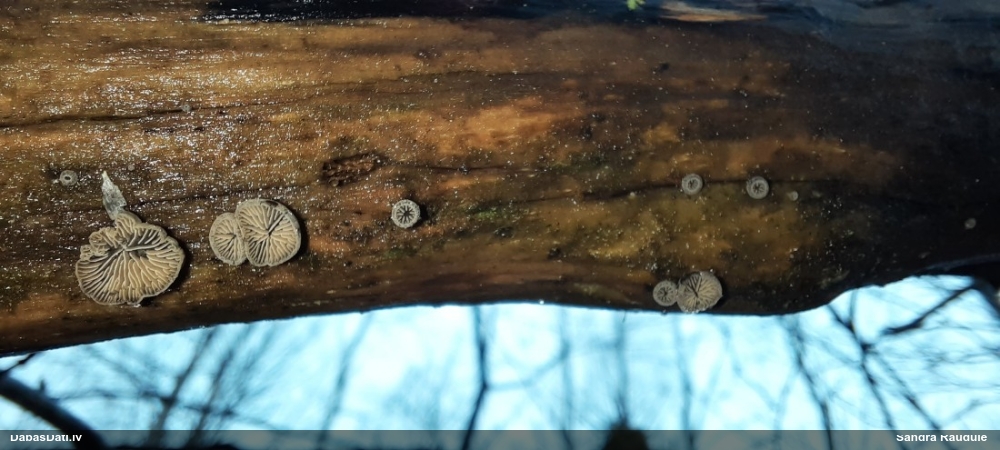 Klājeniskā apvērsene