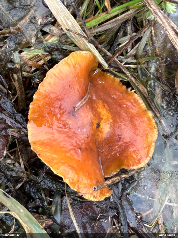 Samtainā ziemene (ziemas celmene)