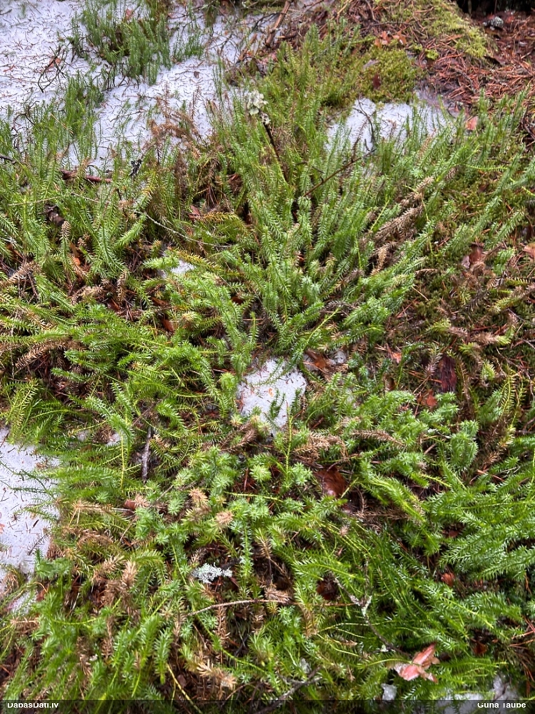 плаун годичный