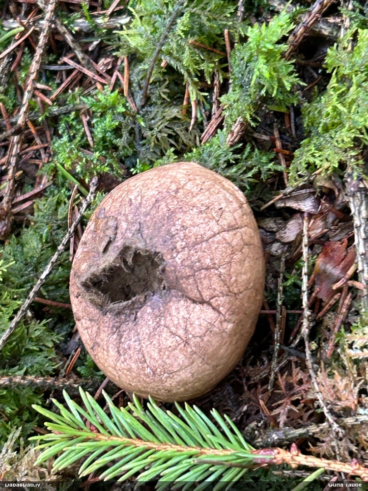 Pūpēdis (nenoteikts)